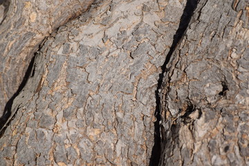 Bark texture