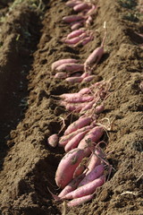 サツマイモの収穫