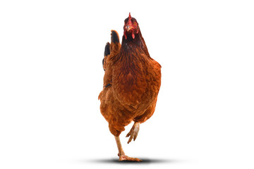 Isolated brown hen with egg in the studio.