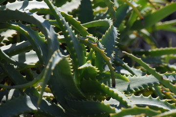 Aloe Vera 