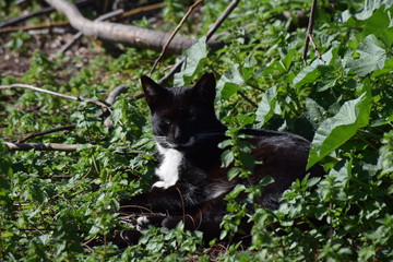 Cat reclining in foliage