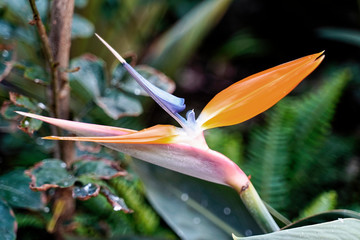 Strelitzie (Strelitzia reginae), Blüte, Teneriffa, Kanarische Inseln, Spanien, Europa