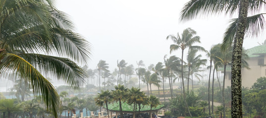 Hurricane winds and driving rain with palm trees on tropical island