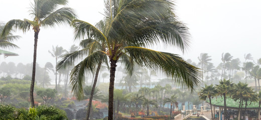 Palm trees blowing in hurricane winds and driving rain as tropical cyclone approaches an island