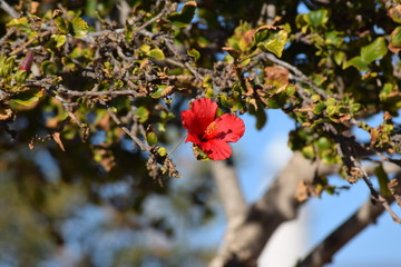 Red flower 