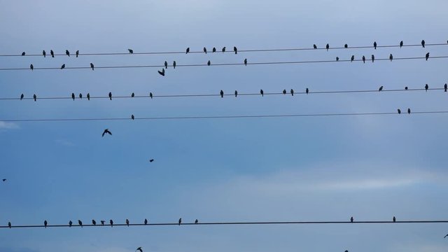 Birds on a moving electrical wire