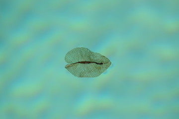 Leaf floating on water 