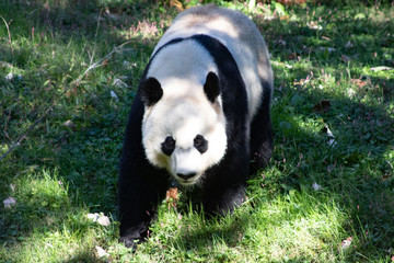 Obraz premium Panda Walking