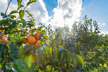 柿農園　柿畑　秋イメージ © あんみつ姫