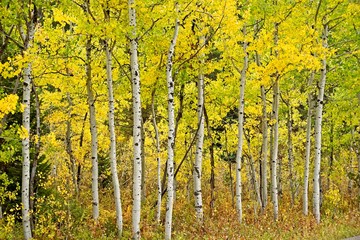 Colorful stand of aspen trees in autumn in Grand Teton National Park.