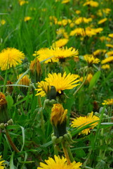 field of dandelions