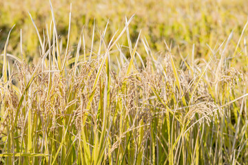 米の収穫　稲作　秋イメージ