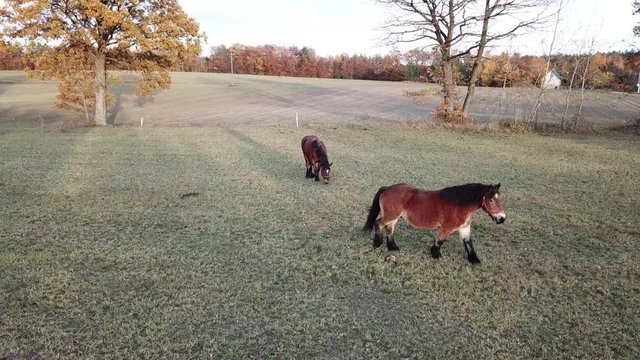 horses pasture meadow autumn animals
