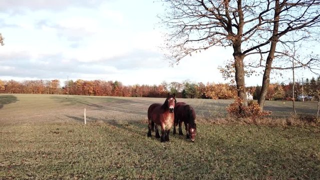 horses pasture meadow autumn animals