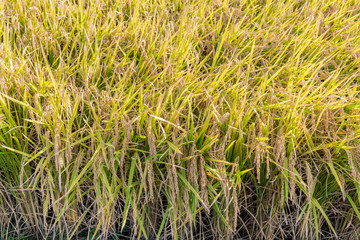 秋の稲穂　秋イメージ