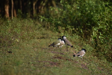 Birds take heat from the sun