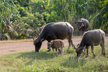 Mother Buffalo and Baby buffalo. graze naturally