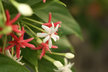 a white flower and blur background