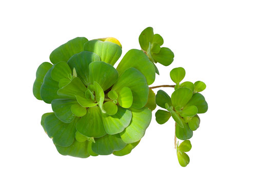 Pistia stratiotes Linn is plant in water isolated on white background with clipping path