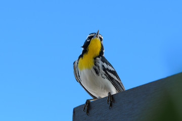 Close-up of a Yellow-throated Warbler bird sitting on a wooden desk