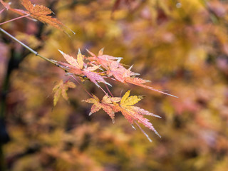 autumn leaves