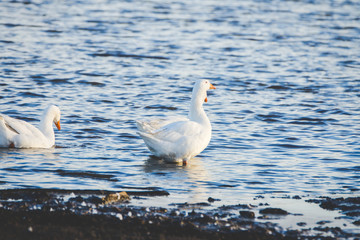 Geese near small pond in the countryside. Selective focus.