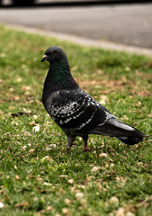 pigeon 
