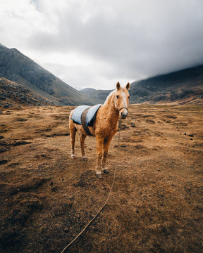Horse standing in field