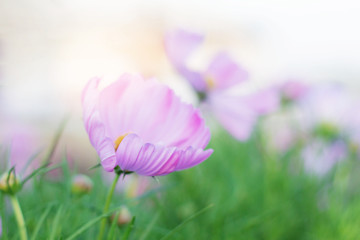 Fototapeta premium Beautiful of cosmos in winter.