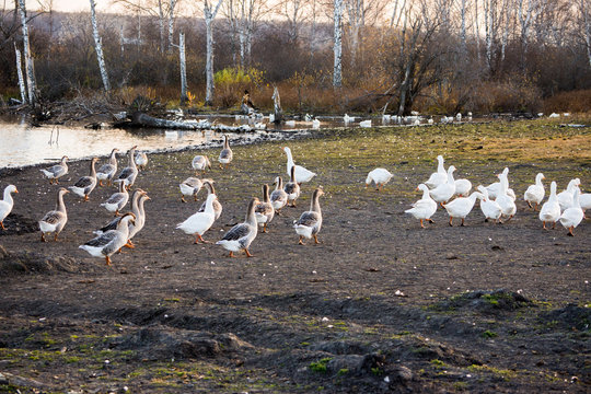 Geese near small pond in the countryside. Selective focus.