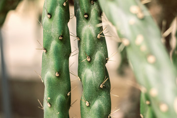 Cactus of spike at a daytime.