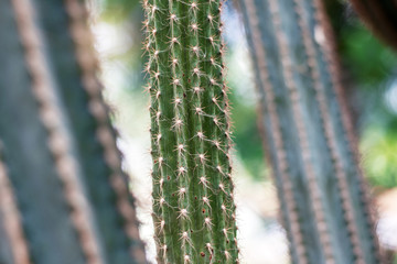 Cactus of spike in park.