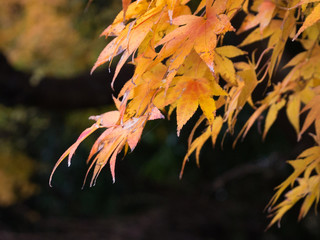 Yellow Leaves