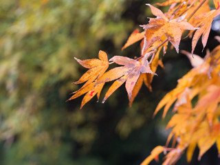 Yellowish Red Leaves