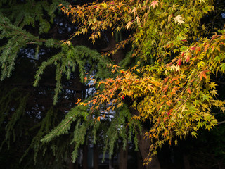 Yellow and green leaves