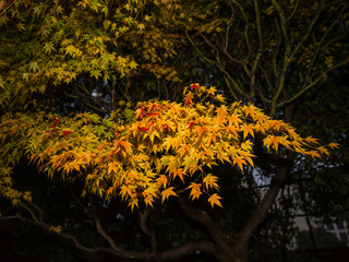 Yellow and Red Leaves