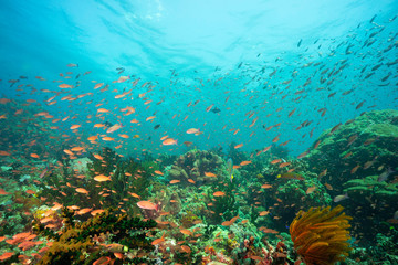Fototapeta na wymiar tropical ocean under sea