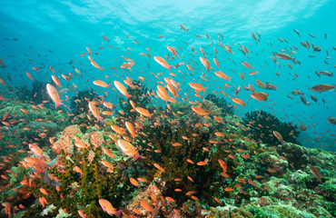 Fototapeta na wymiar tropical ocean under sea