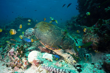 sea turtle eating