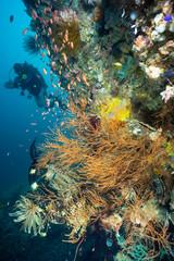 Naklejka na ściany i meble scuba diver with soft coral
