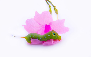 Butterfly caterpillar is eating pink flowers. White background