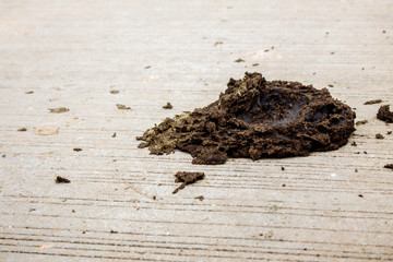 Dung of cow on concrete.