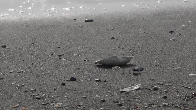 shell on the beach