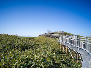 Bridge in forest and clear sky