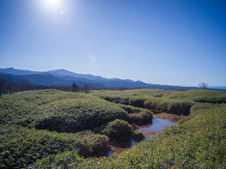 Small River in forest