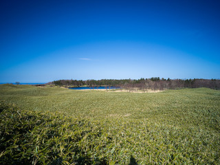 Clear Sky and green forest