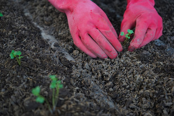 Farmer planting young seedlings