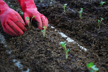 Farmer planting young seedlings