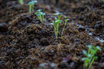 Farmer planting young seedlings