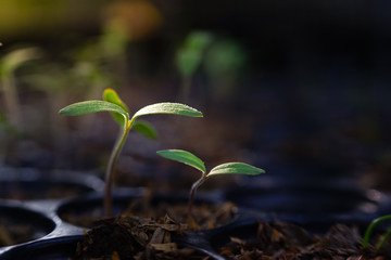 Young plants in agricultural plots.